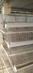 Used Chicken Cages (128 Birds Capacity) - 4