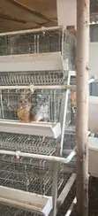Used Chicken Cages (128 Birds Capacity) - 5