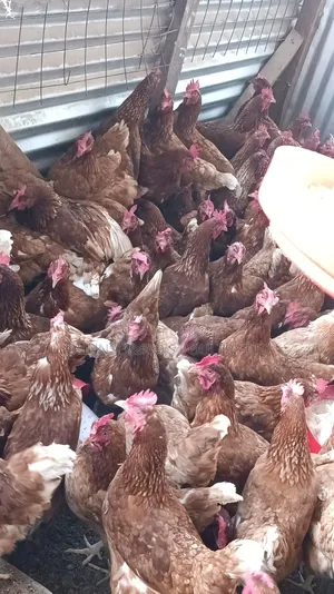 Kuku wa Mayai wa KenChick