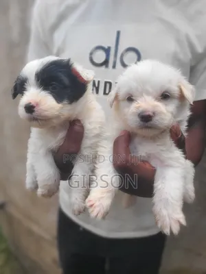 Kinda wa Kike wa Havanese Safi (Miezi 1-3)