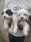 Kinda wa Kike wa Havanese Safi (Miezi 1-3) - 1