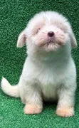Kinda wa Kike wa Havanese Safi (Miezi 1-3) - 2