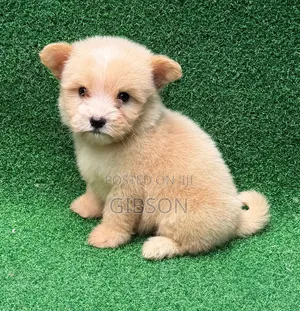 Mbwa Mwanamaume Mzazi wa Havanese (Miezi 1-3)