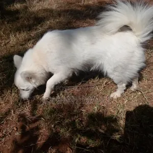 Chihuahua Safi, Miezi 6-12, Kike