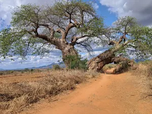 Eneo la Kilimo la Eka 6.5, Kiambere, Kaunti ya Embu