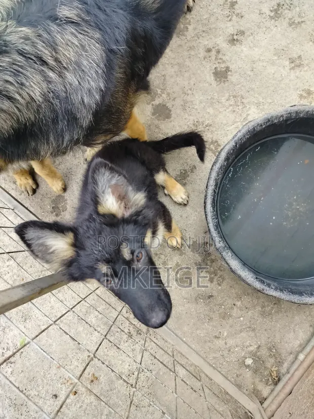 3-6 Months Female Purebred German Shepherd Puppy - 1