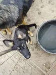 Mbwa wa Kike wa Kijerumani Mzazi Safi, Miezi 3-6 - 1