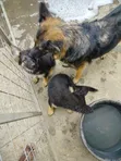 Mbwa wa Kike wa Kijerumani Mzazi Safi, Miezi 3-6 - 5