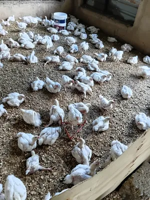 Broiler Kuku kwa Uuzaji