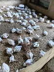 Broiler Chickens for Sale - 1
