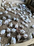 Broiler Chickens for Sale - 2