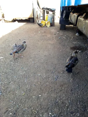 Egyptian Goose - Rafiki na Mwenye Tabia Nzuri