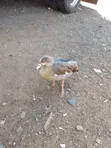Egyptian Goose - Rafiki na Mwenye Tabia Nzuri - 3