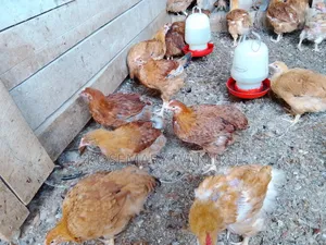 Mature Chickens (5 Months Old)