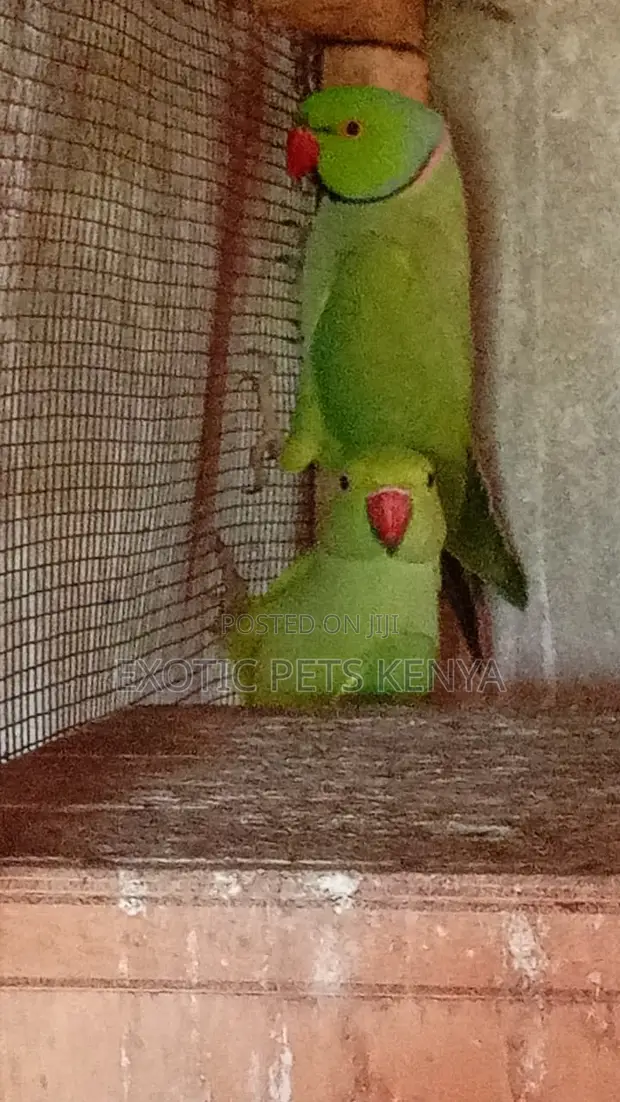 Green Indian Ringneck Parrot - 1