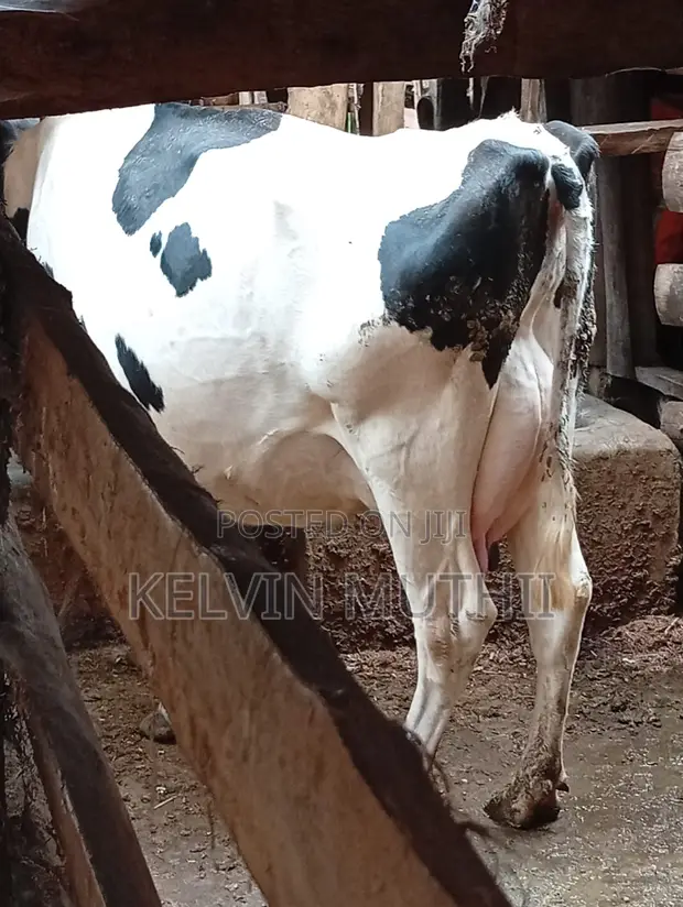 Dairy Cows for Sale - Milkers & Incalf Heifers - 1