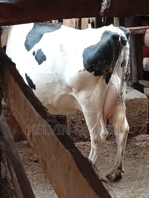 Dairy Cows for Sale - Milkers & Incalf Heifers