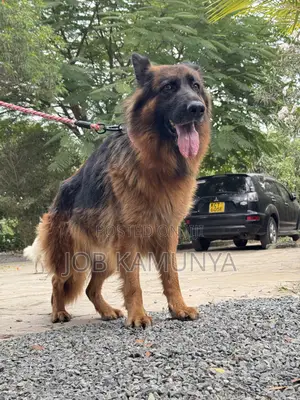Kibwa wa Kijerumani Safi wa Kike, Zaidi ya Mwaka 1