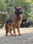 1+ Year Old Female Purebred German Shepherd - 1