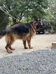 1+ Year Old Female Purebred German Shepherd - 2