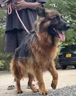 1+ Year Old Female Purebred German Shepherd - 3