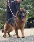 1+ Year Old Female Purebred German Shepherd - 4