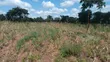 Matuu Kang'onde 50x100 Plots for Sale - 4