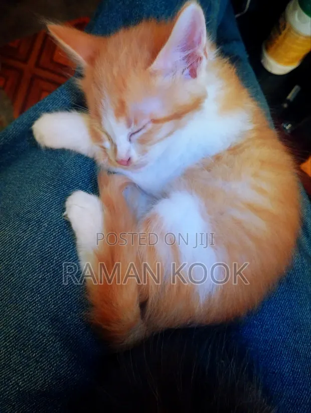1-3 Month Male Purebred Tabby Kitten - 1