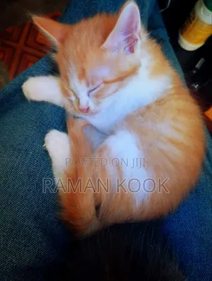 1-3 Month Male Purebred Tabby Kitten