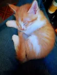 1-3 Month Male Purebred Tabby Kitten - 1