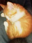 1-3 Month Male Purebred Tabby Kitten - 2
