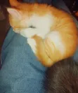 1-3 Month Male Purebred Tabby Kitten - 3