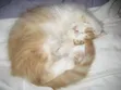 1-3 Month Male Purebred Tabby Kitten - 4