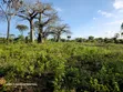 Prime Quarter Acre Plots for Sale in Galu, Diani - 1