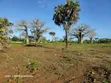 Prime Quarter Acre Plots for Sale in Galu, Diani - 2