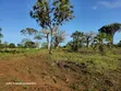 Prime Quarter Acre Plots for Sale in Galu, Diani - 3