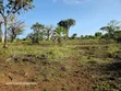 Prime Quarter Acre Plots for Sale in Galu, Diani - 4