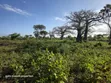 Prime Quarter Acre Plots for Sale in Galu, Diani - 5