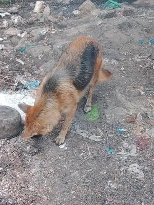 Kibwa Safi wa Kijerumani (German Shepherd) - Zaidi ya Mwaka Mmoja