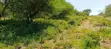 14 Acres Land for Sale near Kisamis Town - 1