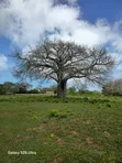 Diani Quarter Acre Plots Near Ukunda Airport - 2