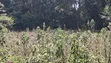 Prime 50x100 Plot for Sale - Kabete, Rukubi, Kiambu County - 4