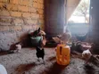 Kuku wa Kienyeji Sasso F1 Waliokomaa Wanapatikana - 2