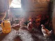 Kuku wa Kienyeji Sasso F1 Waliokomaa Wanapatikana - 4