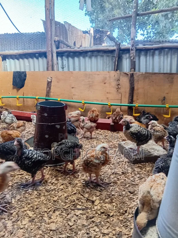 F1 Sasso Chicks - 4 Weeks Old - 1