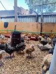F1 Sasso Chicks - 4 Weeks Old - 1