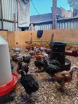 F1 Sasso Chicks - 4 Weeks Old - 2