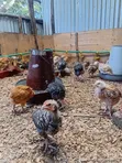F1 Sasso Chicks - 4 Weeks Old - 3