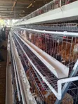 Maganda ya Betri kwa Kuku 5000 - 2