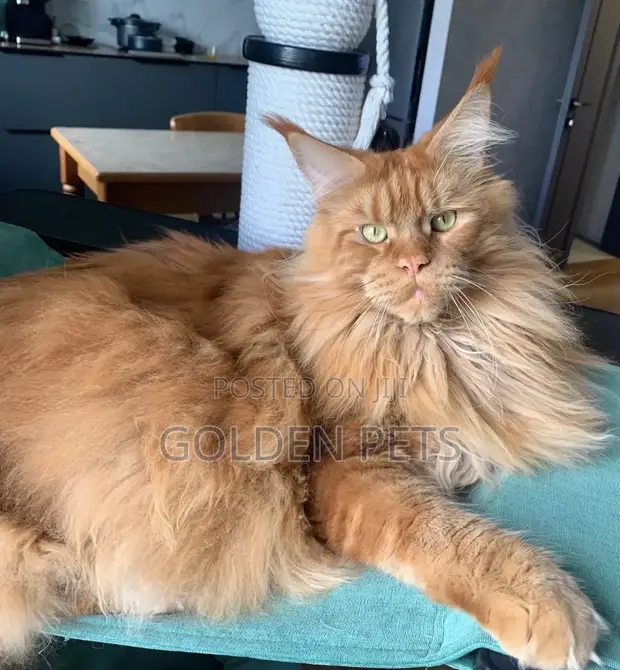Purebred Maine Coon Kitten (6-12 Months) - 1